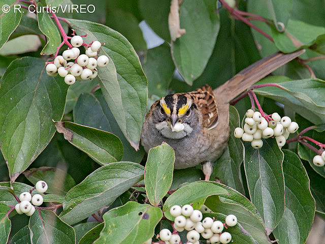 White-throated Sparrow c22-48-013.jpg